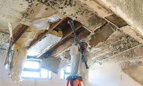 Mold Odor Removal Services in Fremont, CA